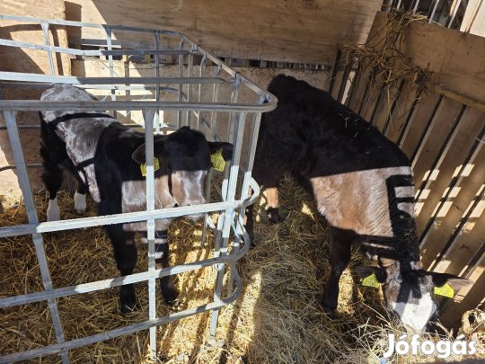 elado  üsző borjuk 