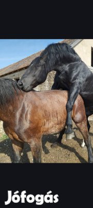 elado  vastag vemhes kanca 