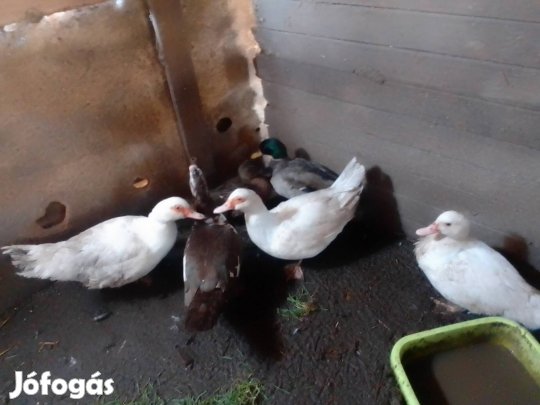 eladó a képen látható néma kacsak