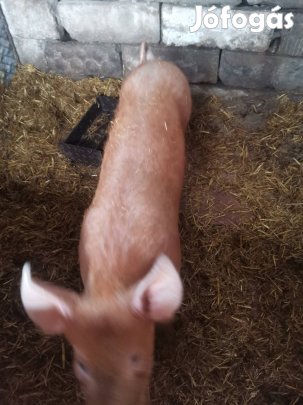 elado akepen láthato dúrok koca