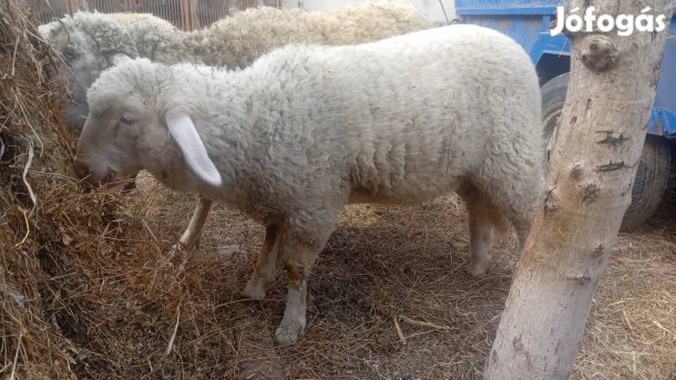 eladó anyabirka jerke bárányával