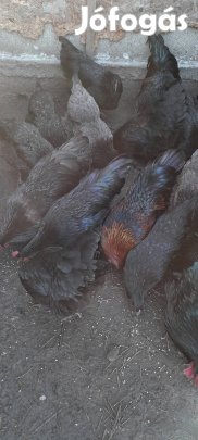 eladó australorp keverék barómfik