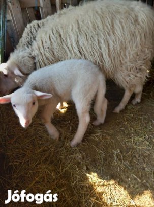 eladó bárány kecske!