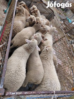 elado bárányok
