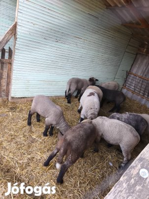 eladó bárányok 