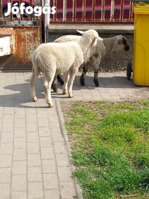 eladó bárányok kosok