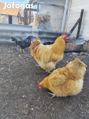 eladó baromf 