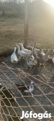 eladó baromfik liba kacsa 