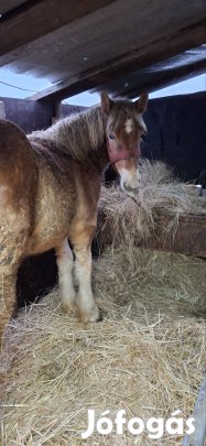 eladó belga hidegvérű csiko1éves 