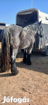 eladó belga hidegvérű kanca lo