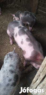 elado belga pietrin kanok 2db 