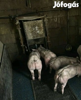 elado belga pietrin koca süldök