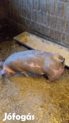 elado belga pietrin koca süldök