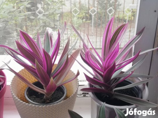 eladó bíbor landzsalevél szobanövény