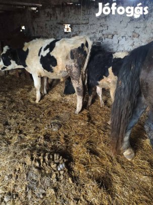 eladó bika borju