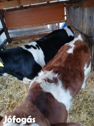 eladó bika borjú 