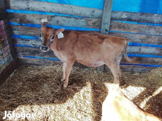 eladó bika borjúk 