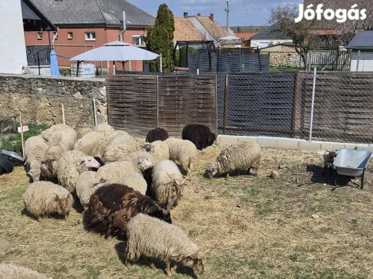 eladó birka bárány 25 db