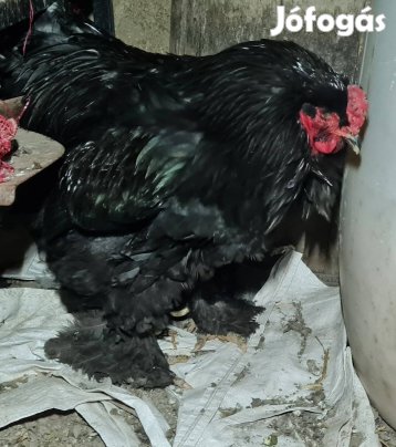 eladó brahma tojás