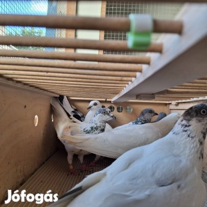 eladó budapesti magasröptű galambok