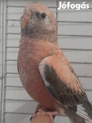 eladó burk papagáj 