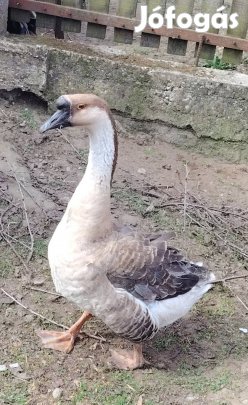 eladó bütykös gúnár lúd