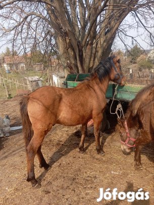 eladó combon sütőt hucur csődör csikó 