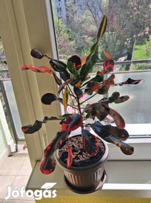 eladó crotton szobanövény