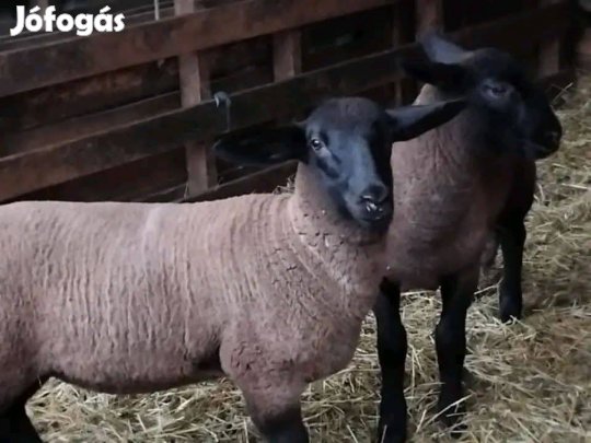 eladó cserélhető Angol saffolk bárányok