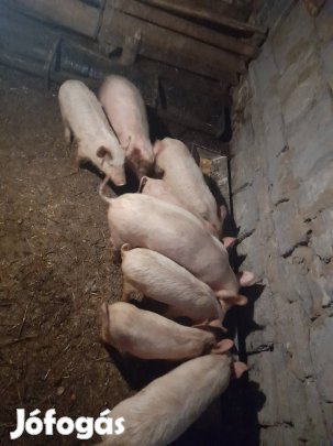 eladó,cserélhető malacok
