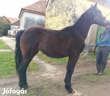 eladó csödör csikó