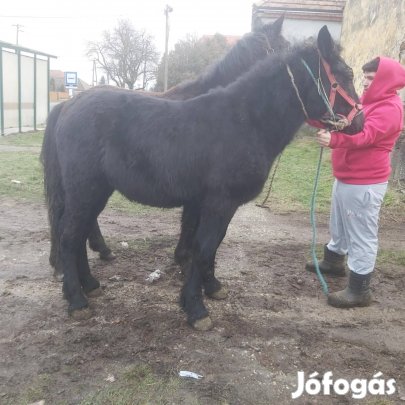 eladó csödör csikók