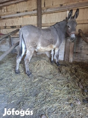 eladó csödör szamár