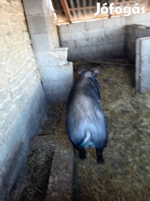 eladó diazno durok fajta 