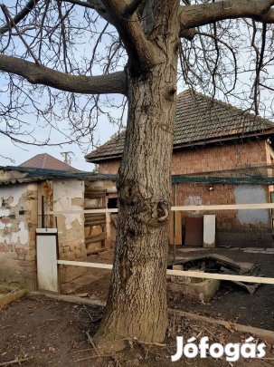 eladó diófa törzs