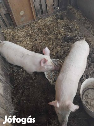 eladó durok&magyar nagy fehér 