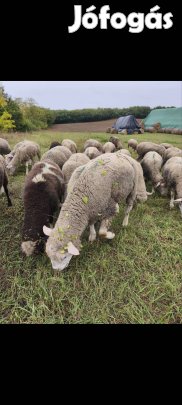 eladó egy törzs kos
