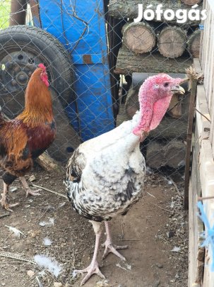 eladó egy bak pulyka 