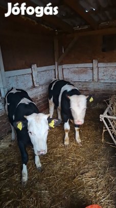 eladó egy bika meg egy üsző