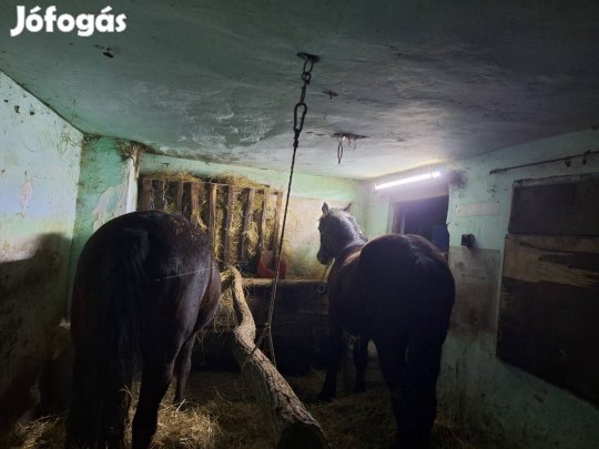 eladó egy kanca csikó