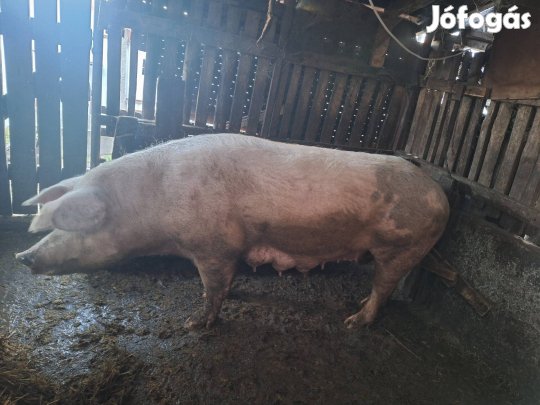 eladó egy koca