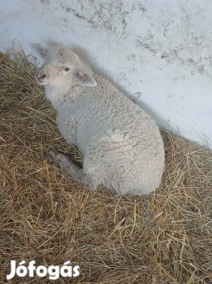 eladó egy kos bárány 