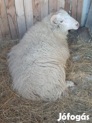 eladó egy nagy kos birka 70 kilos