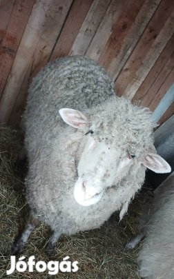 eladó egy nőstény birka  70 kilos