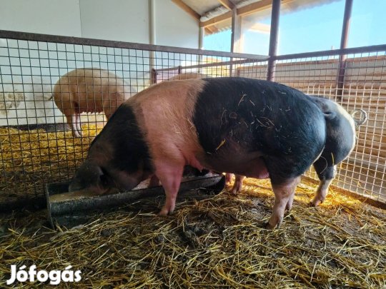 eladó egy vemhes koca