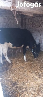 elado elő hasu usző......