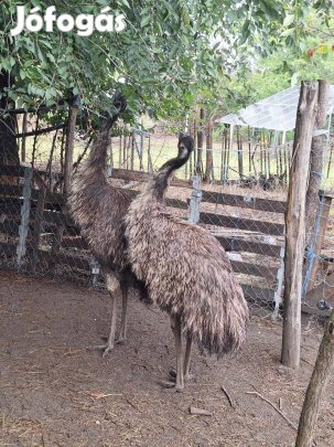eladó emu kakas