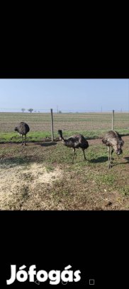 eladó emu kakas. 