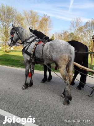 eladó extra szép küllemü hobby ló 