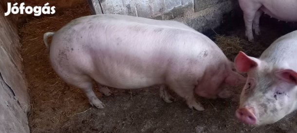 eladó f1/pietrin hizó